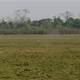 A rhino tries to chase away forest officials on an elephant during a rhino census at Kaziranga.